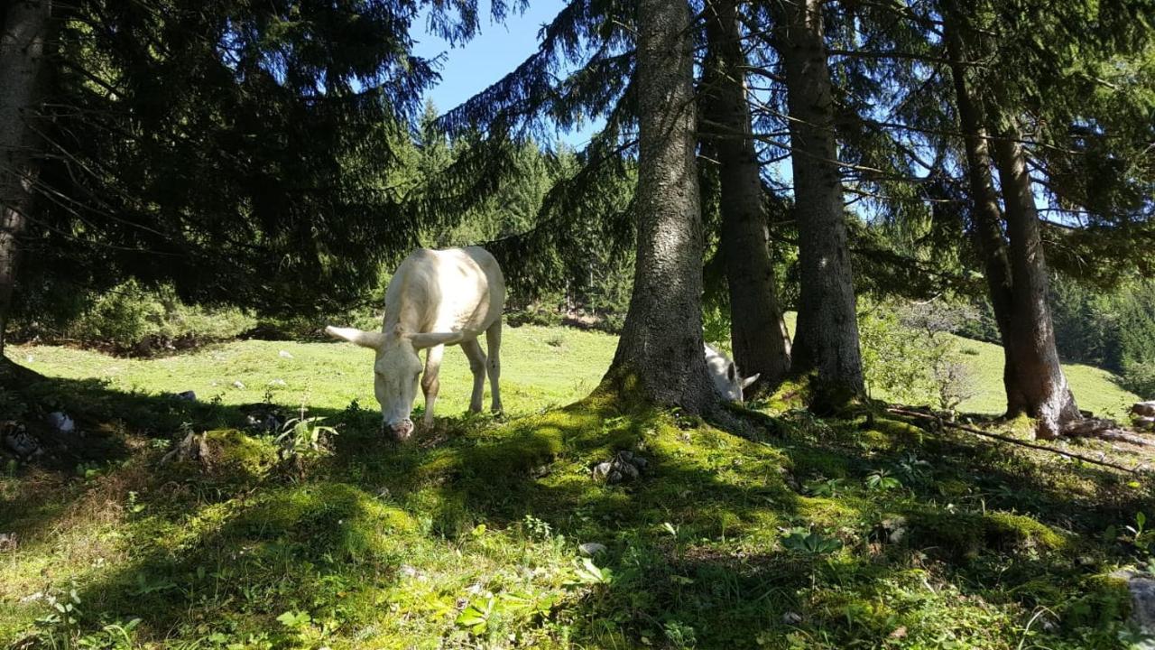 Appartement Leh Annaberg im Lammertal Buitenkant foto